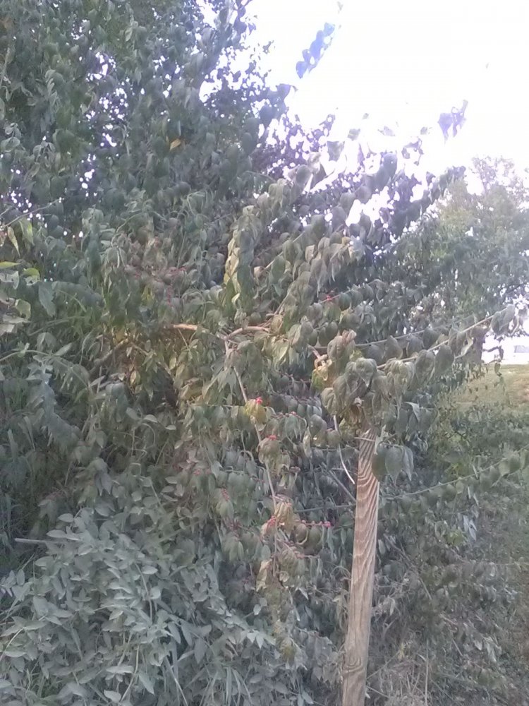 BERRY TREE 1.jpg