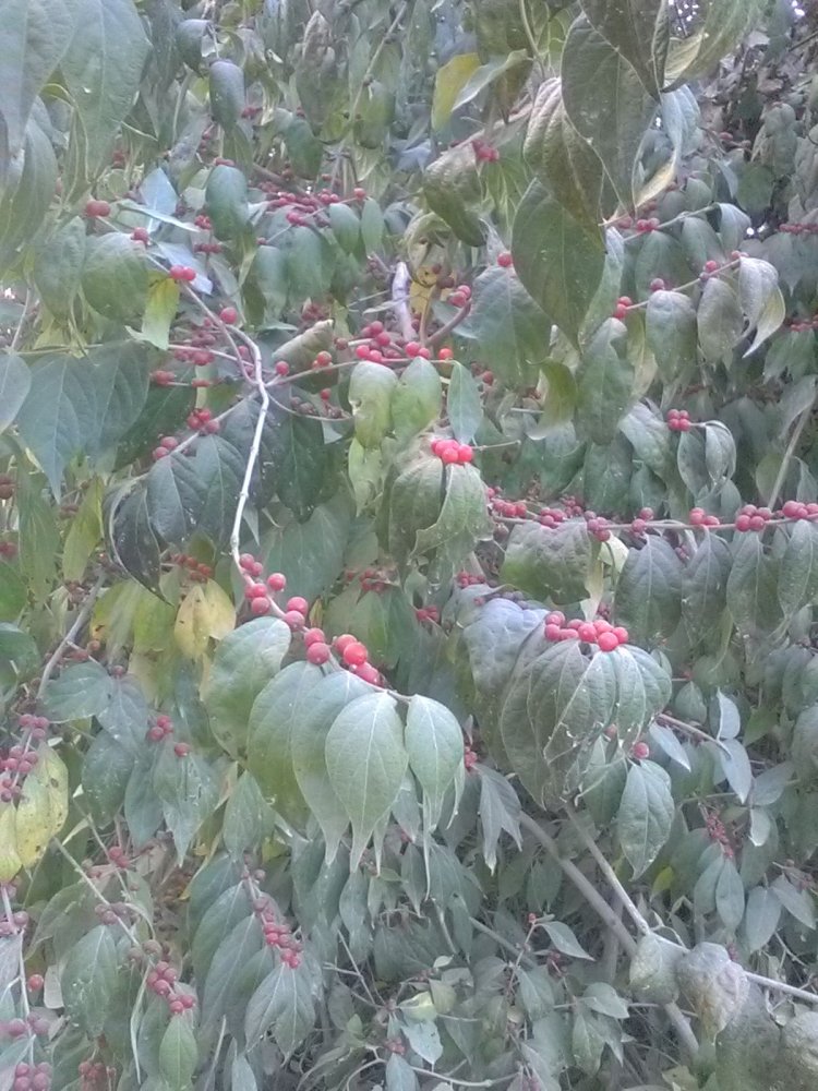 BERRY TREE 2.jpg