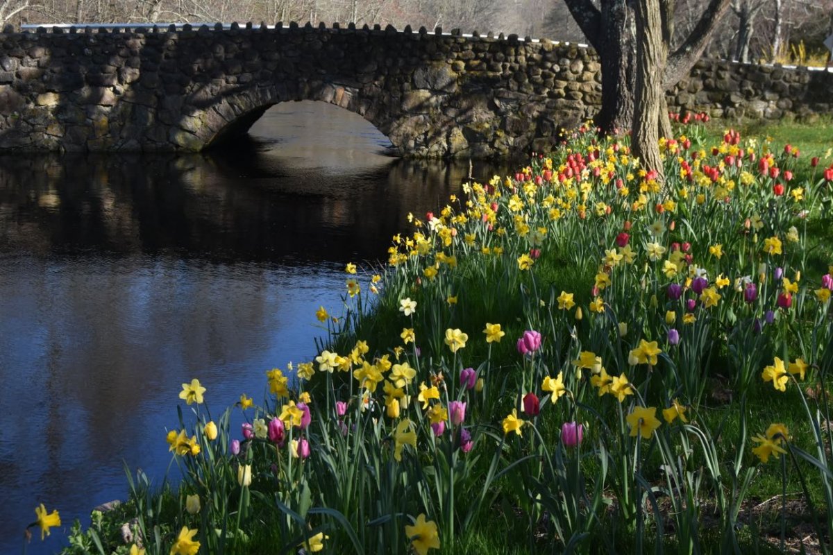 best bridge an tulips.jpg