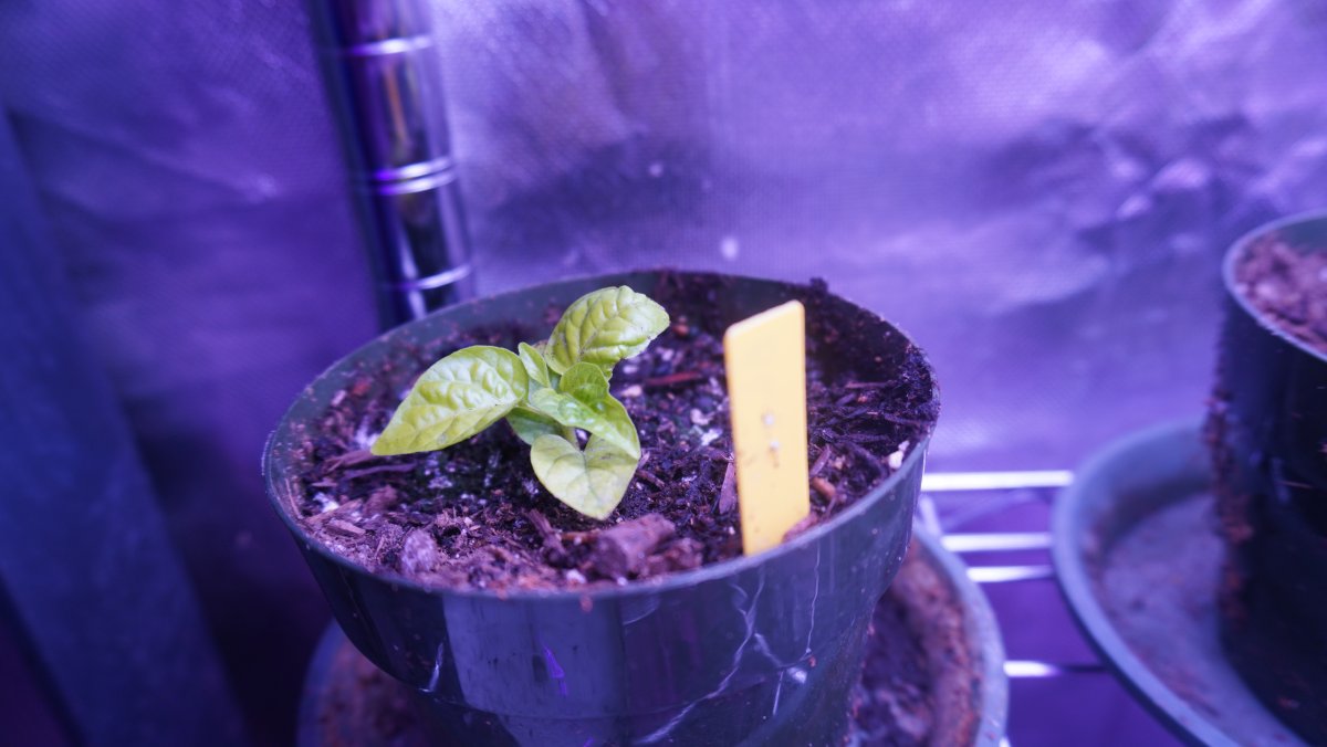 Bhut.JPG