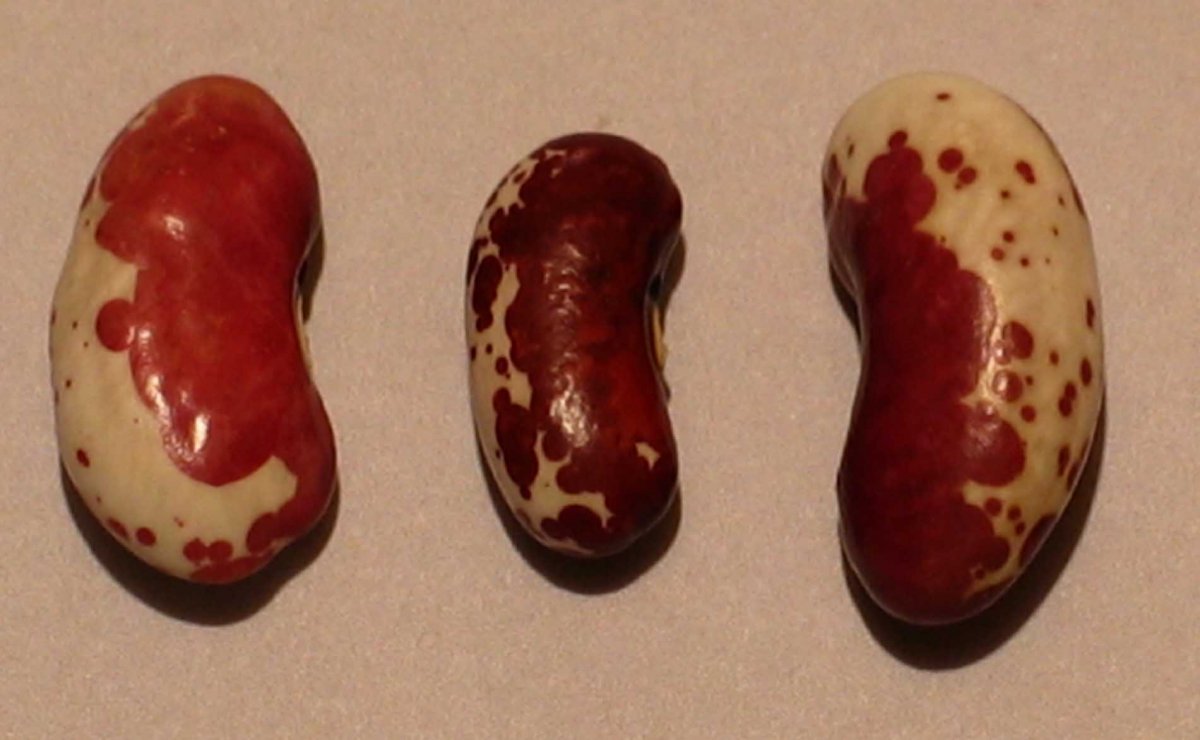 Big Dark Red Trout And Jacob's Cattle.jpg