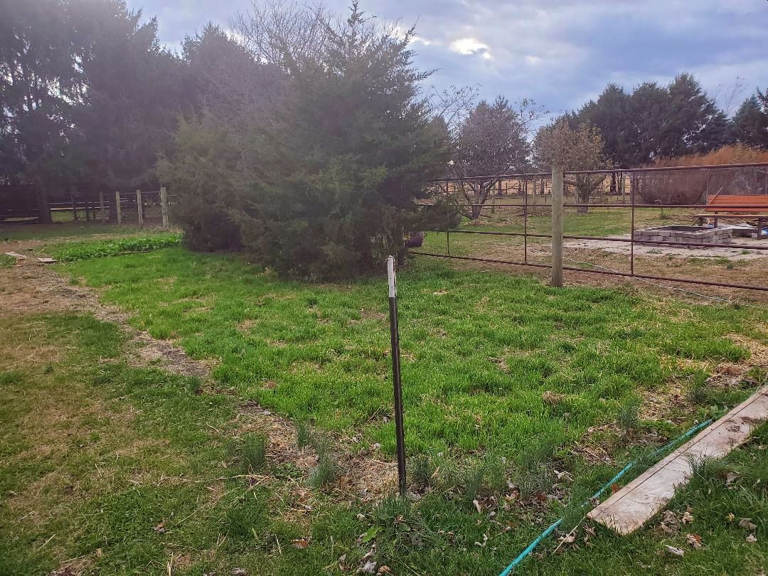 Big garden bed, oats cover crop, then turnips, then beets, 11-11-2020.jpg