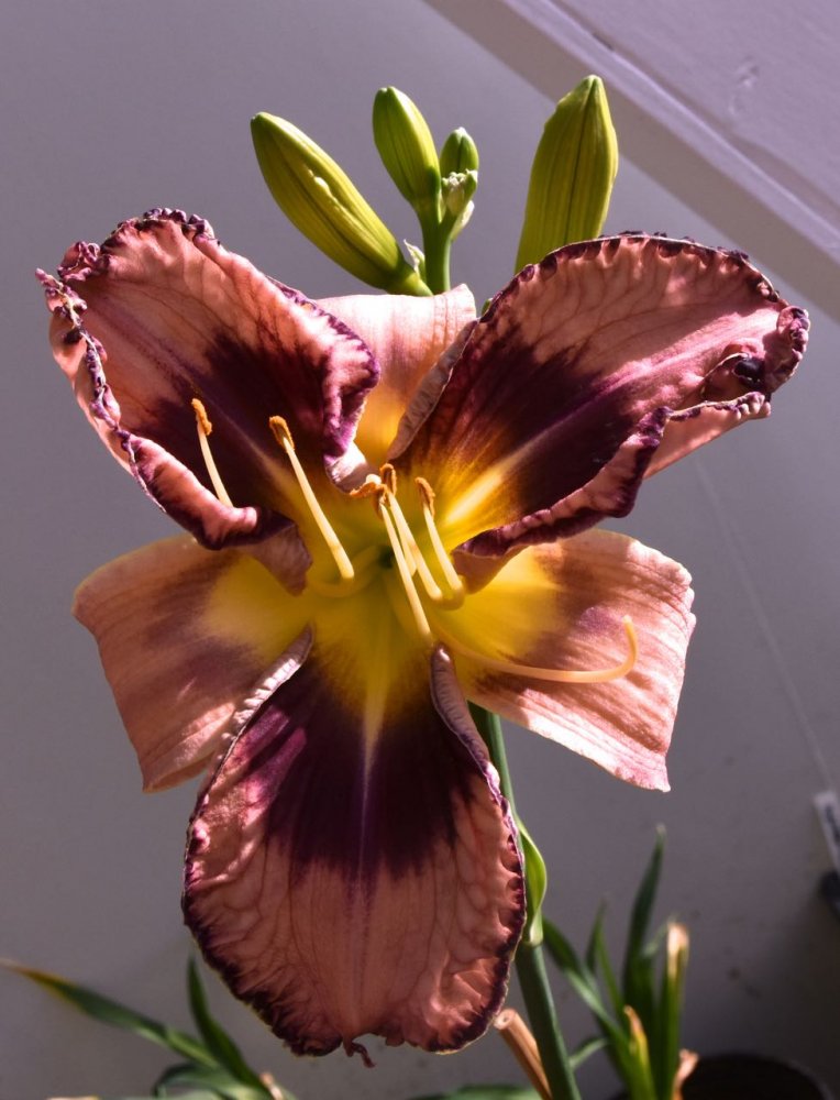 big greenhouse bloom.jpg
