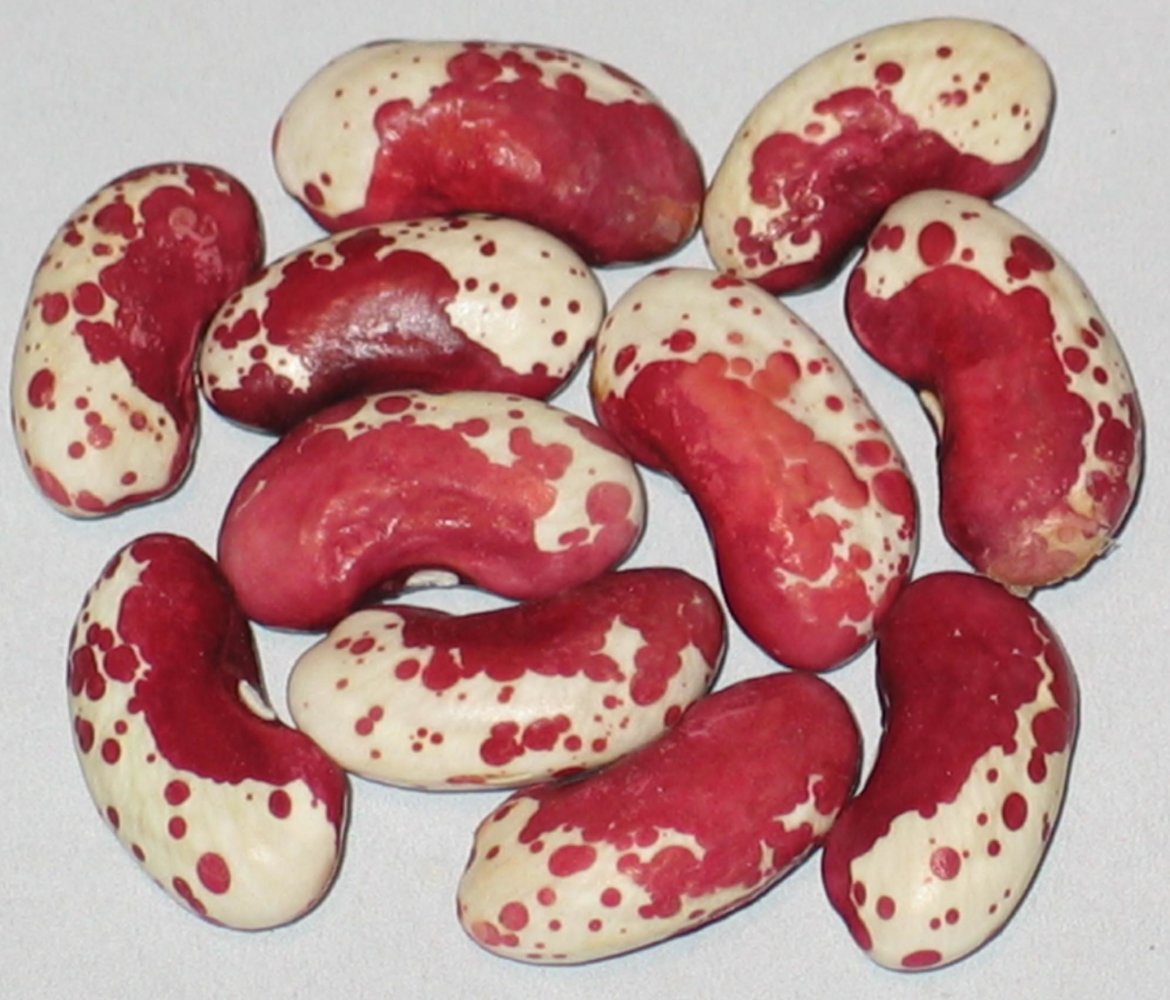 Big Light Red Trout.jpg