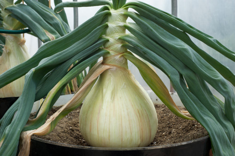 big onion.jpg