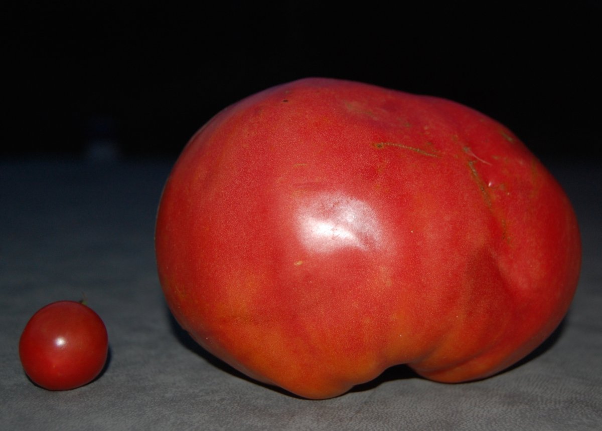 big tomato 2016.jpg