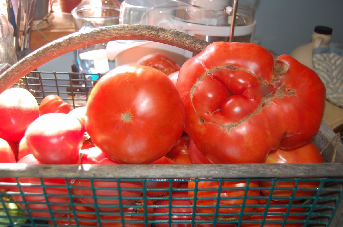 big tomato.jpg