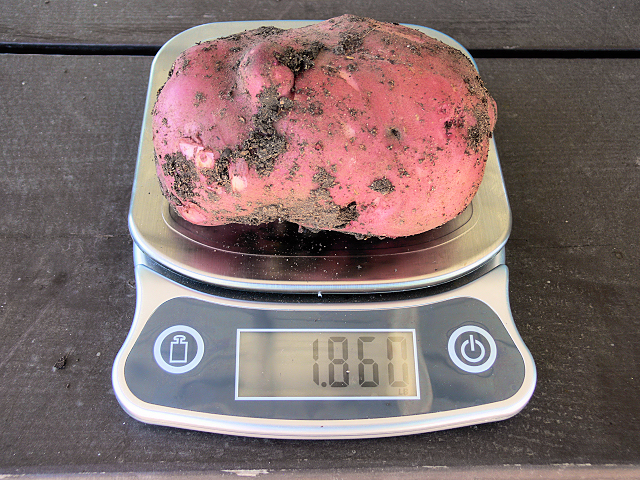 Big_Potato_050918.jpg