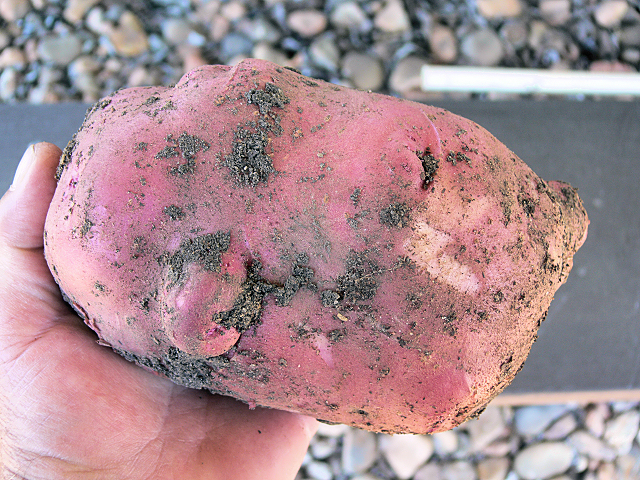 Big_Potato_Handfull_050918.jpg