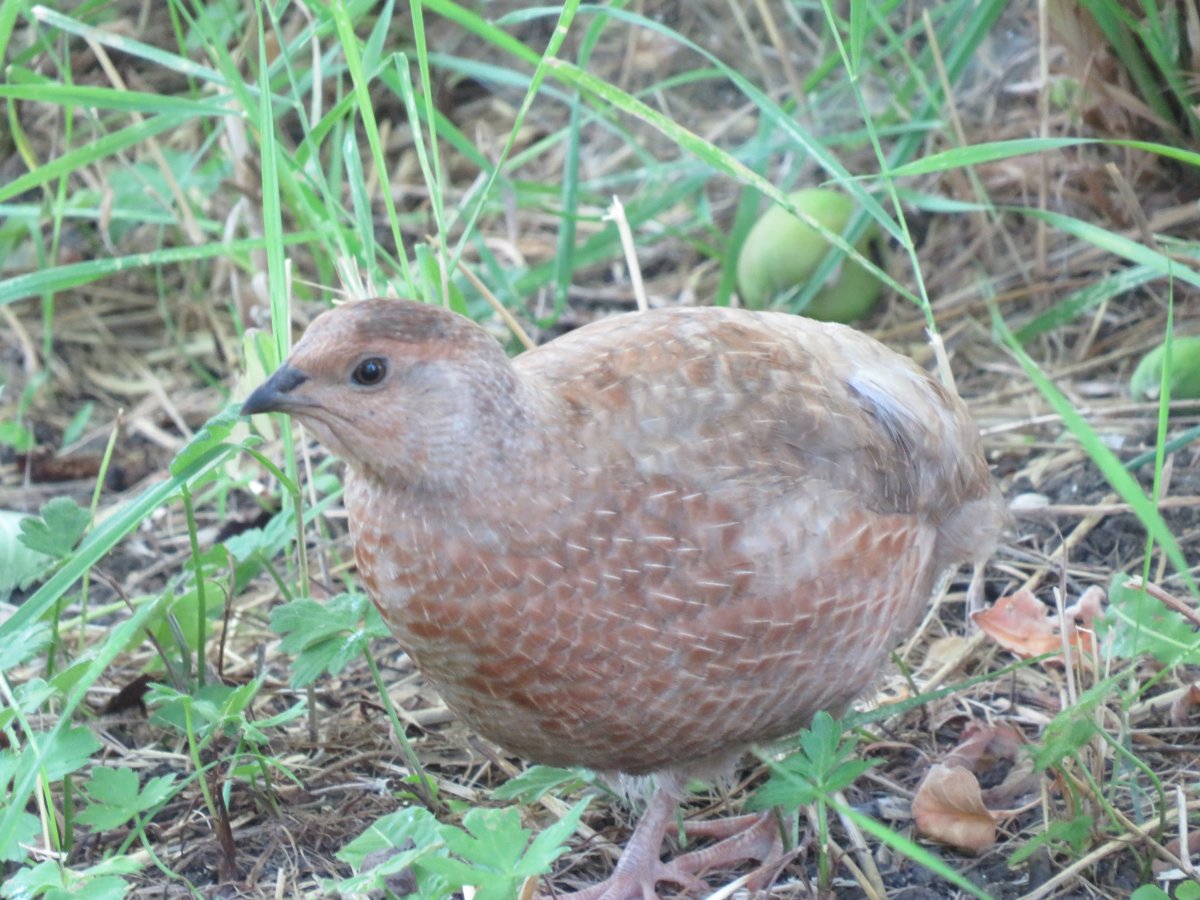 bird 1.jpg