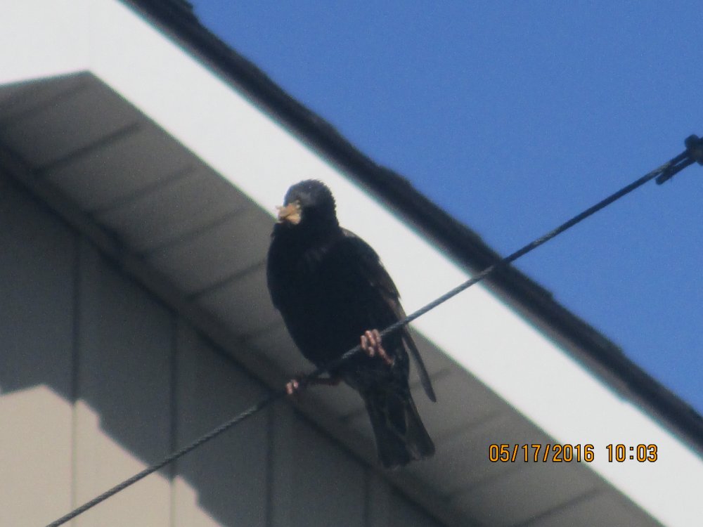 bird 2.JPG
