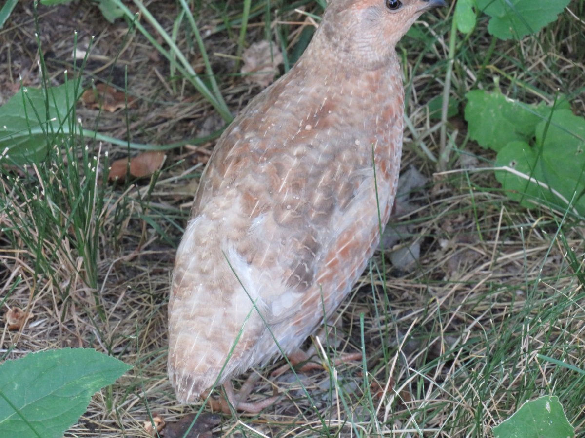 bird 3.jpg