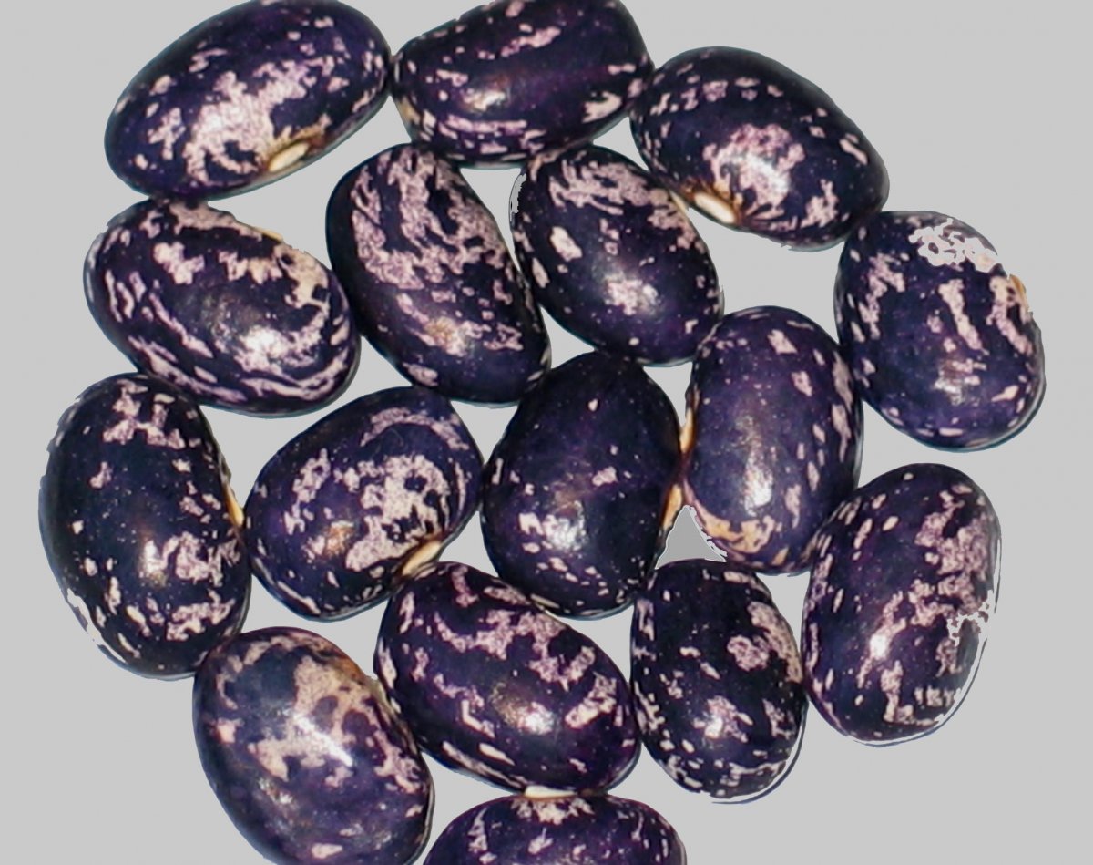 Bird Egg Blue.jpg