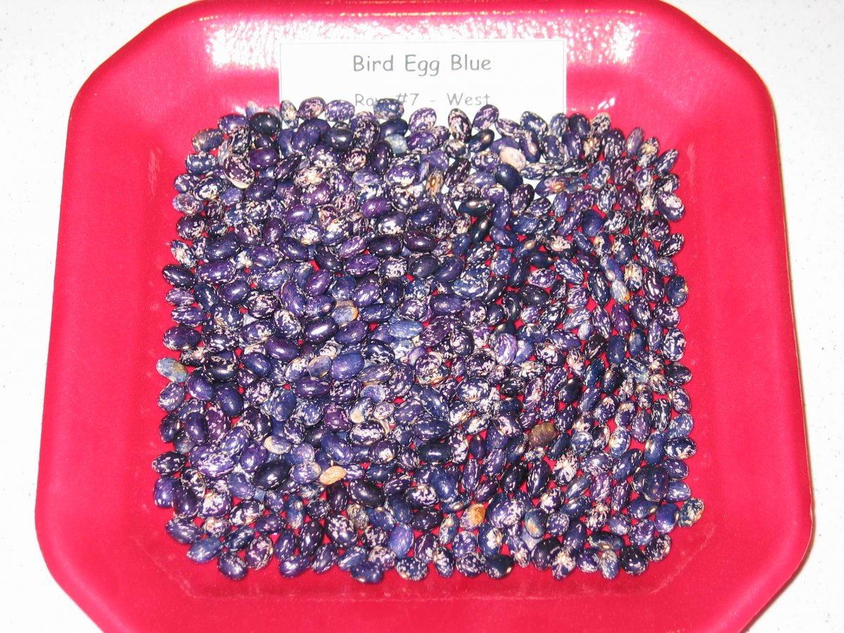 Bird Egg Blue Tray - 9.15.jpg.JPG