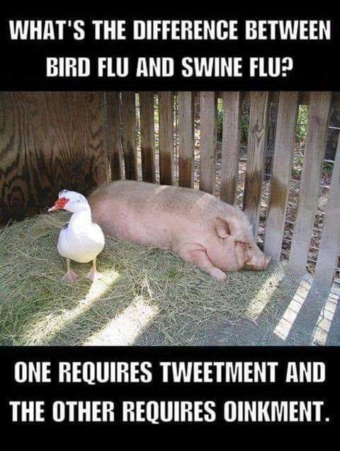 bird flu - swine flu.jpg