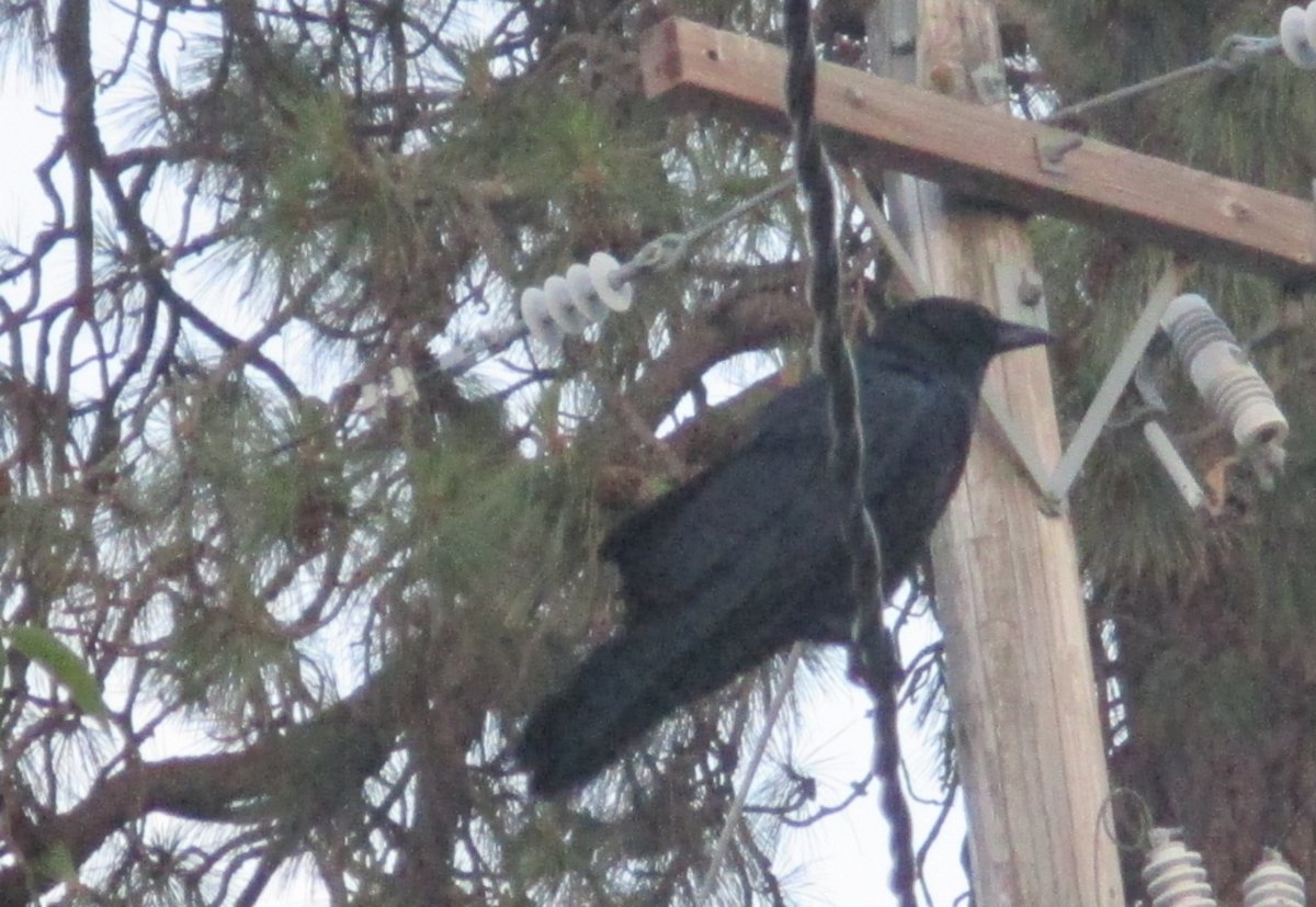 bird.jpg