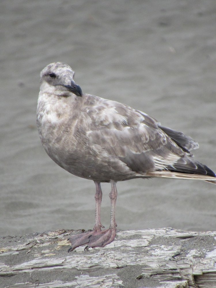 bird.JPG
