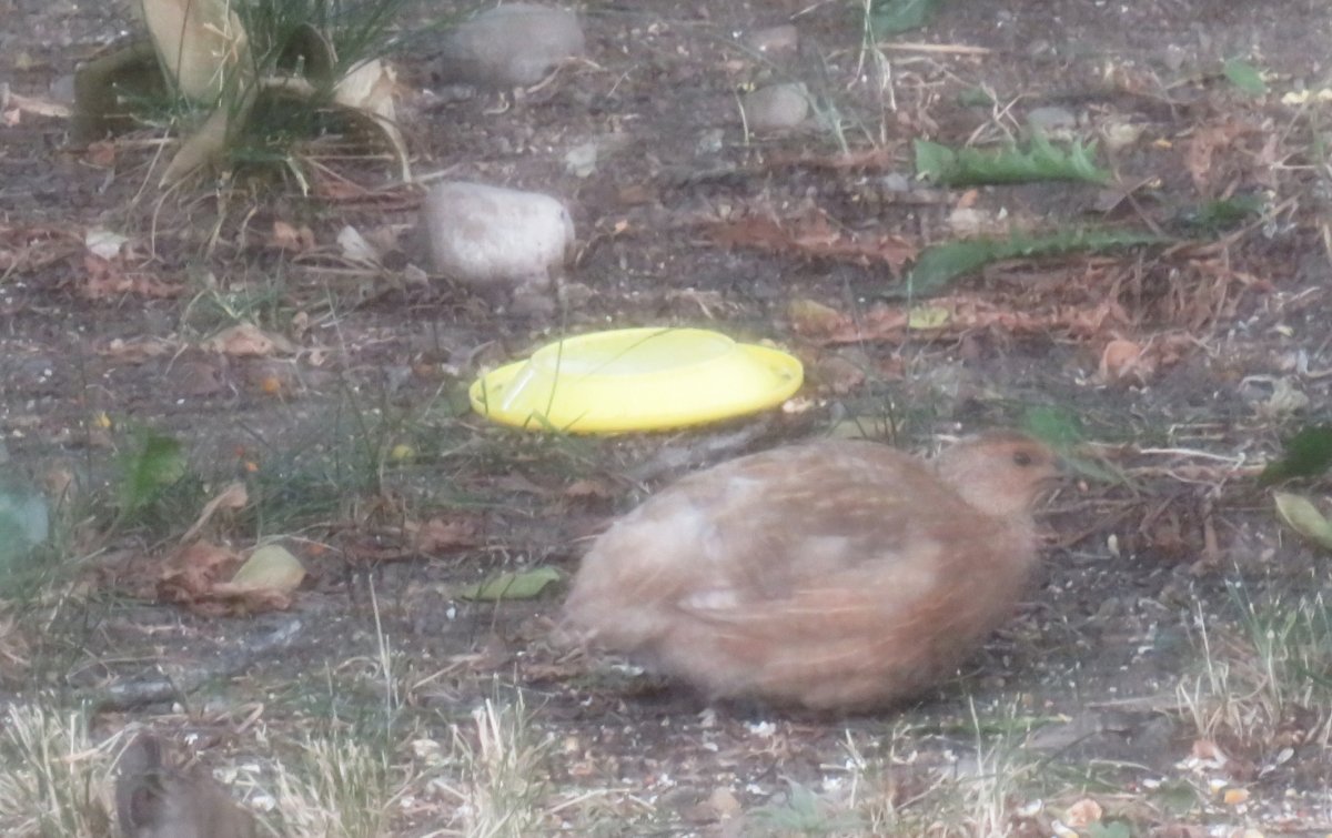 Bird.jpg