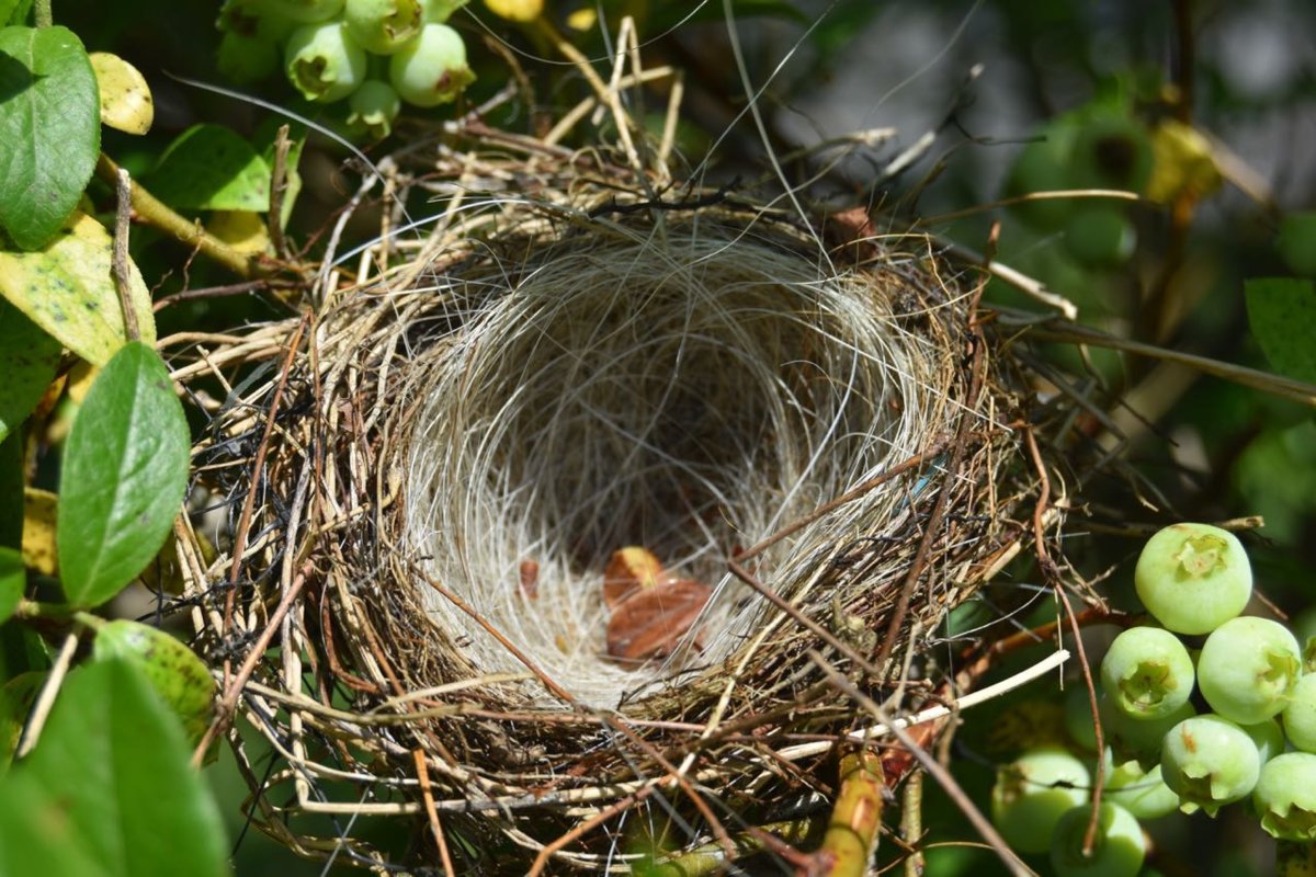 bird nest.jpg