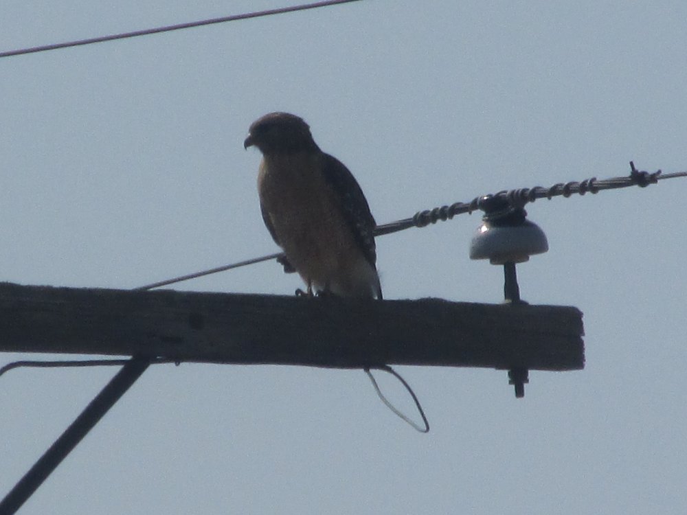 Bird Spottings 2014-2015 008.JPG
