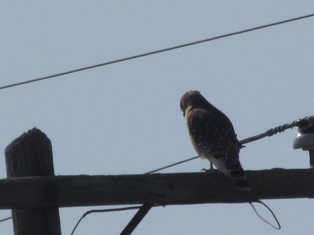 Bird Spottings 2014-2015 011.JPG