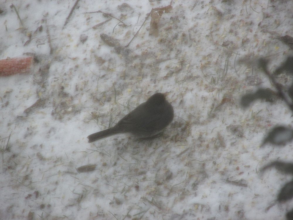Bird Spottings 2014-2015 013.JPG