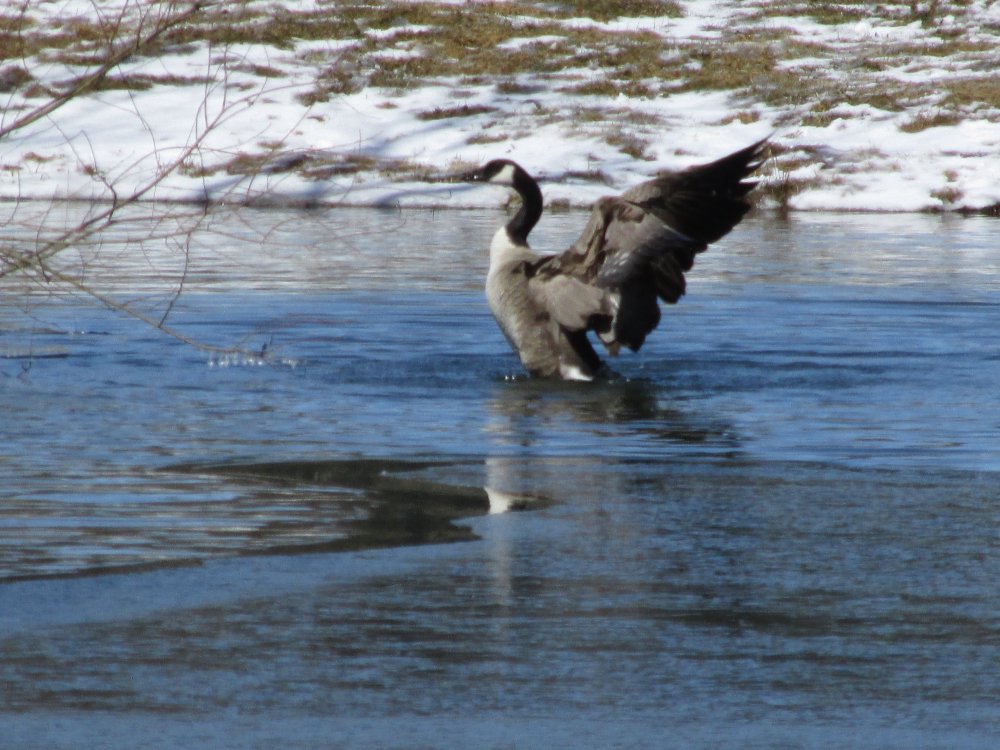 Bird Spottings 2014-2015 040.JPG