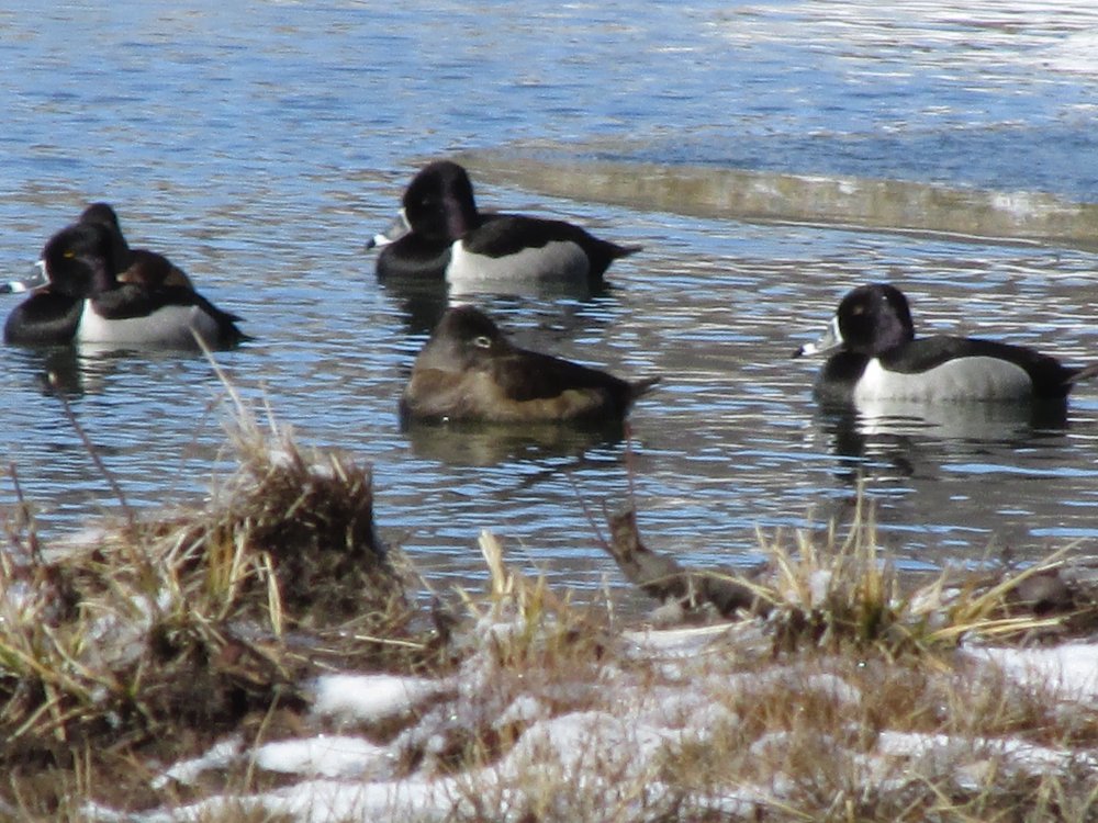 Bird Spottings 2014-2015 042.JPG