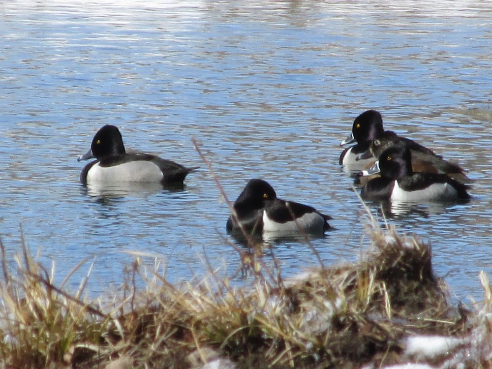 Bird Spottings 2014-2015 043.JPG