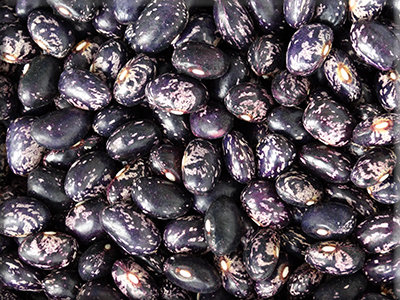 birdeggblue-heritage-harvest.jpg