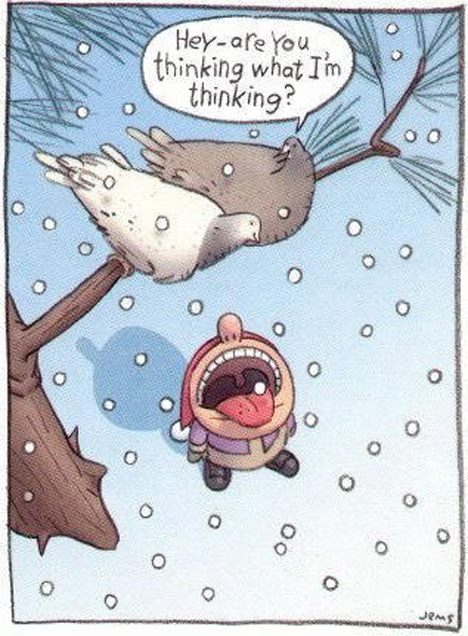 birds.jpg