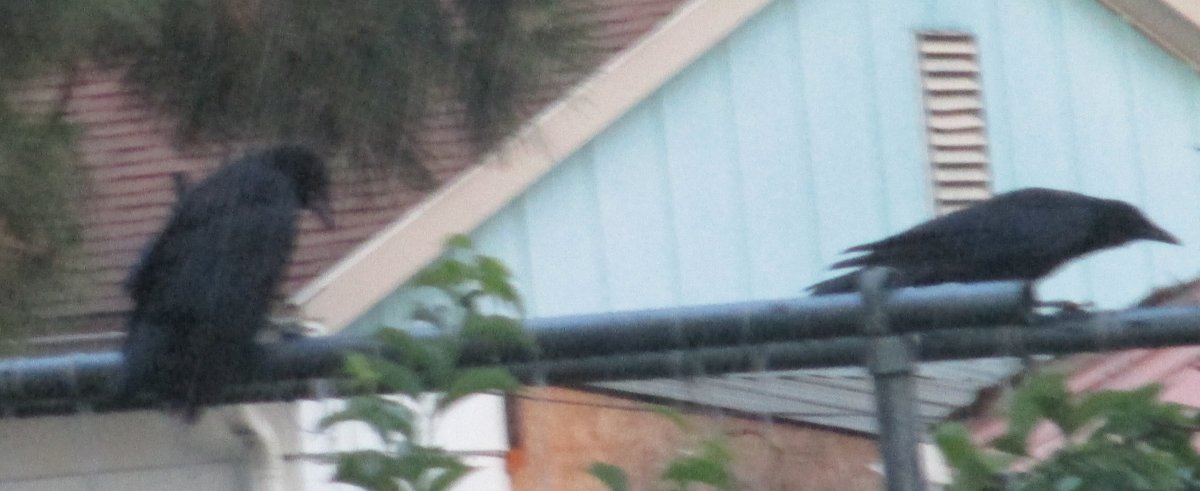 birds.jpg