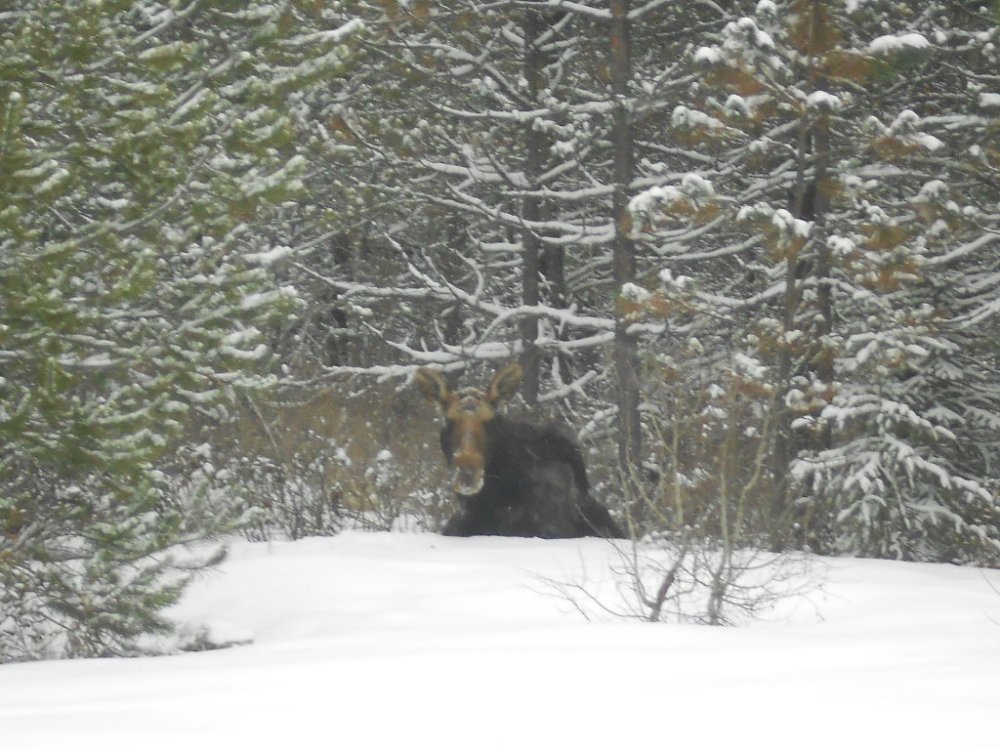 birthday moose 002.JPG