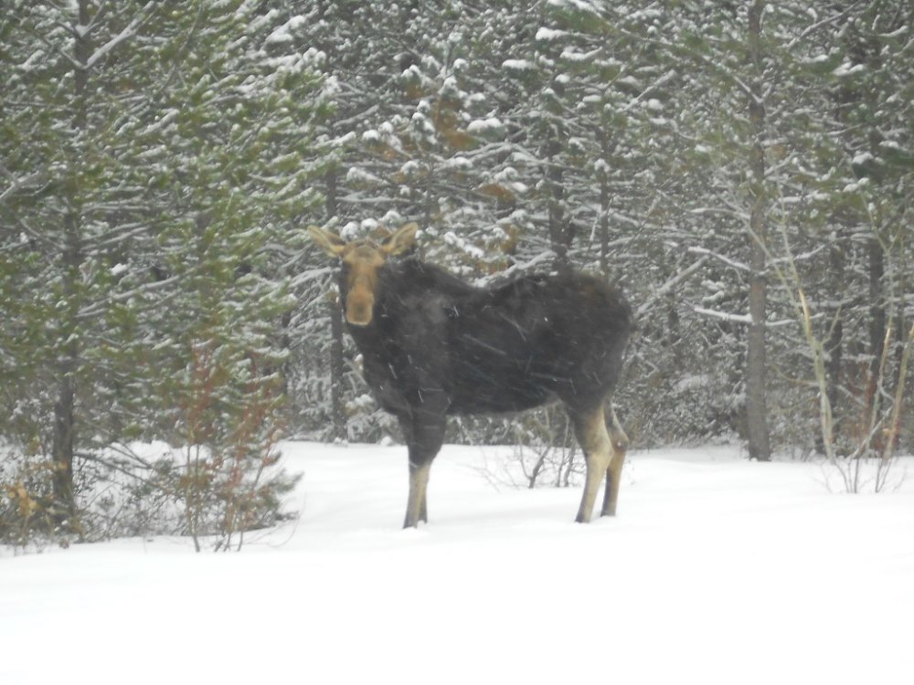 birthday moose 019.JPG
