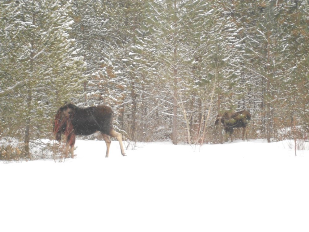 birthday moose 021.JPG