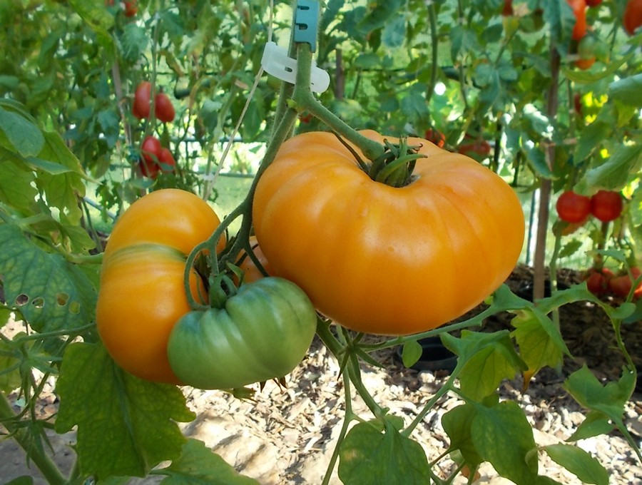 Bizon Oranżewyj 1.jpg
