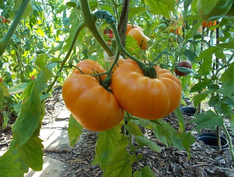 Bizon Oranżewyj 2.jpg