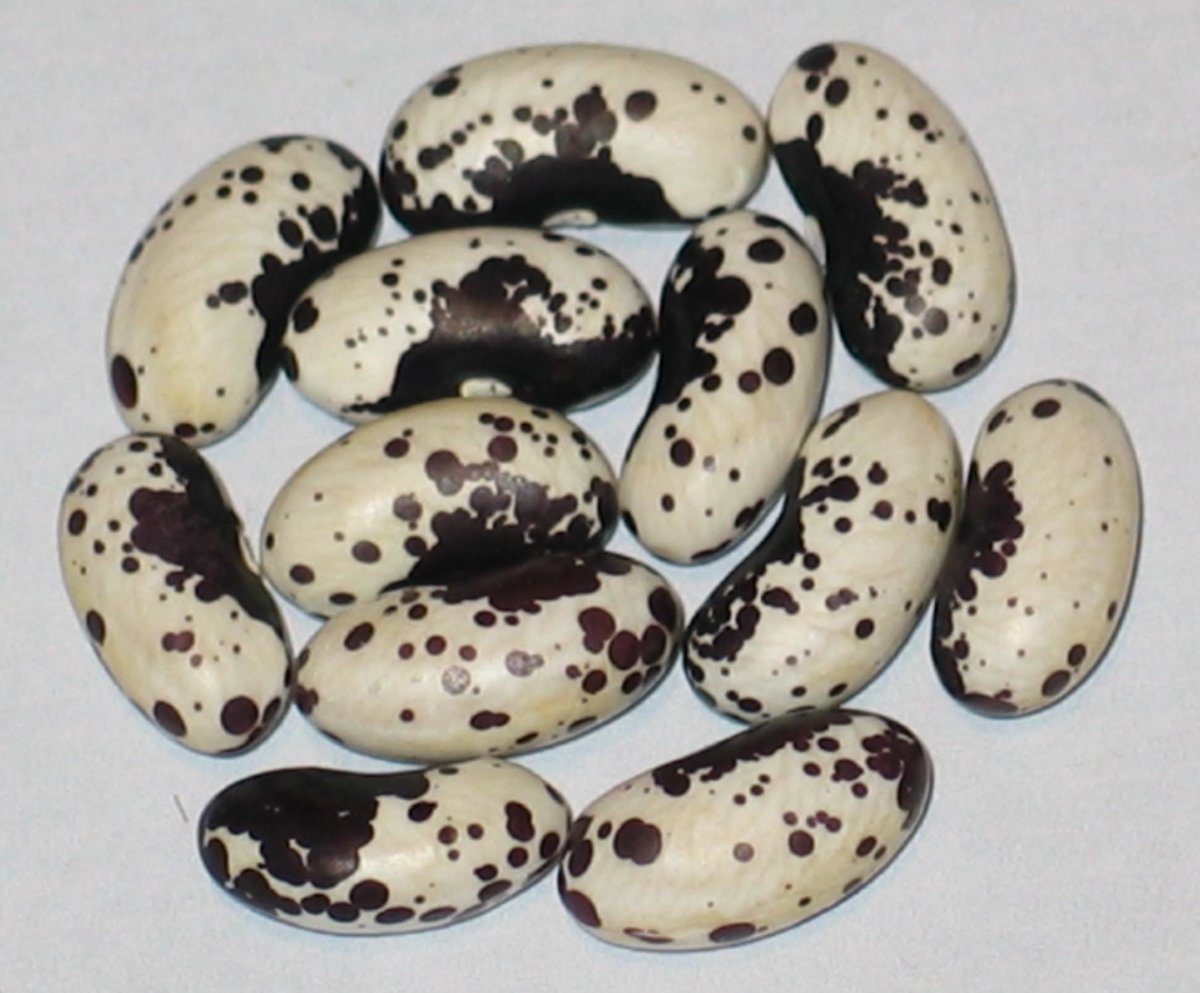 Black And White Trout.jpg