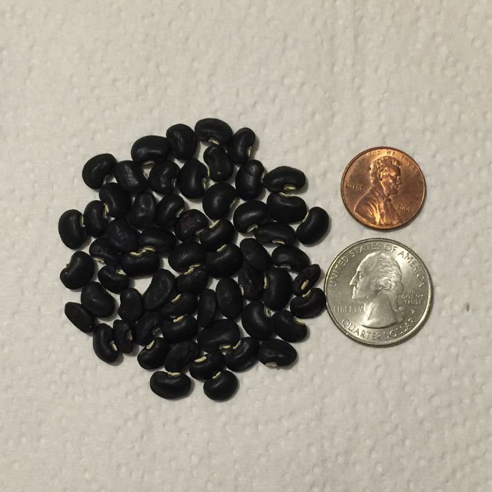 Black Bean Unknown Variety.jpg