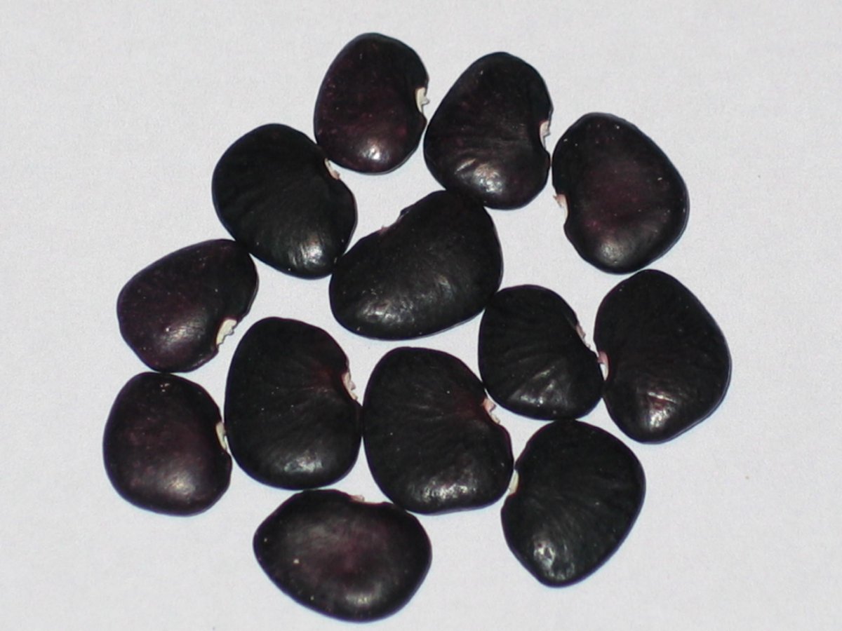 Black Butterbean.JPG