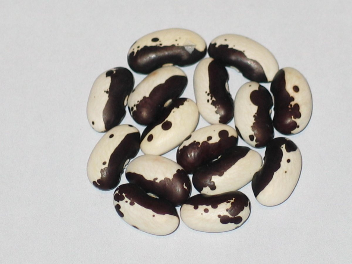 Black Cattle.JPG