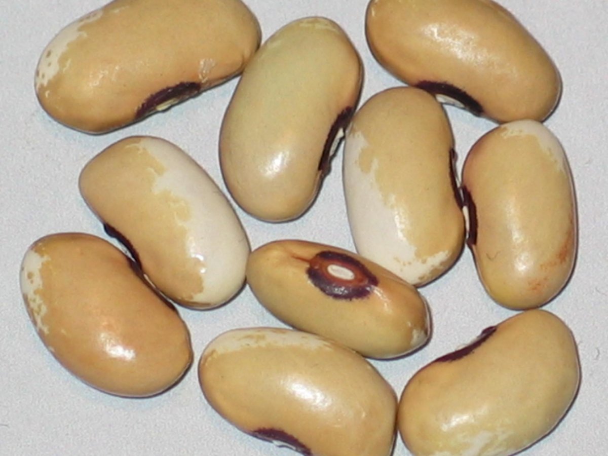 Black Eyed Gem #3 - Seg #1.jpg
