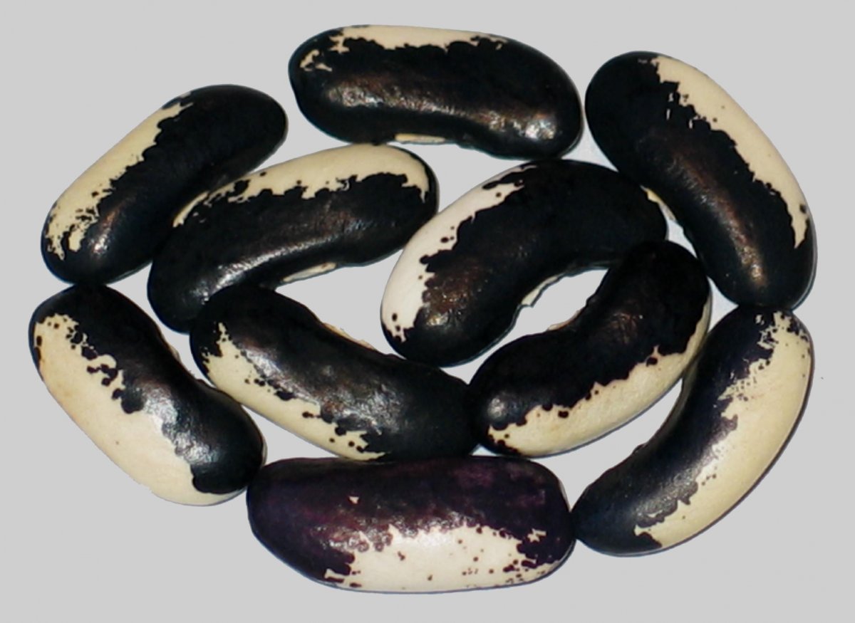 Black Eyed Gem.jpg