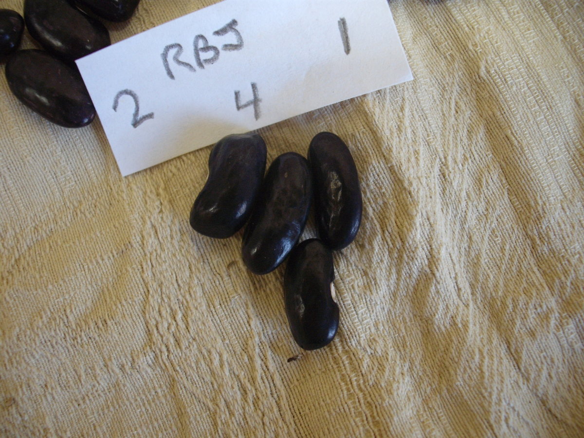 Black Jay 4.JPG