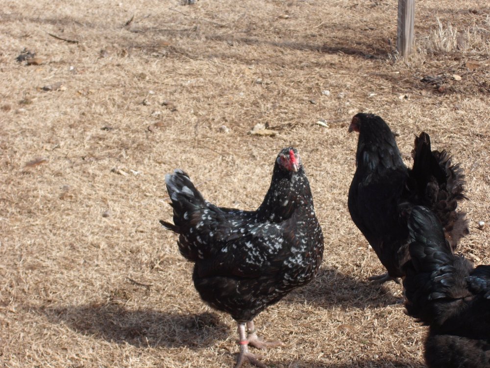 Black Mottled.JPG