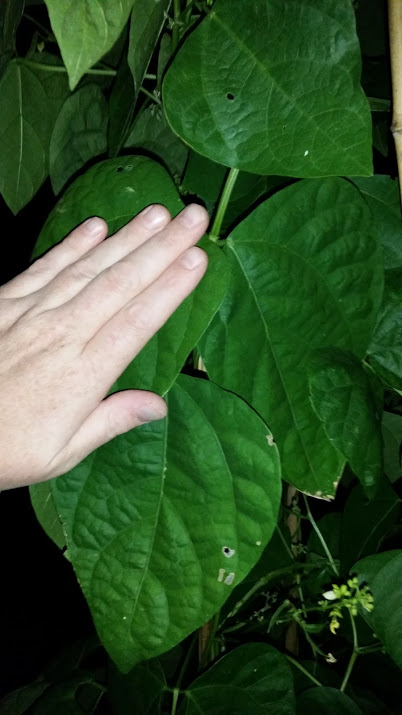 black neptune leaves.jpg