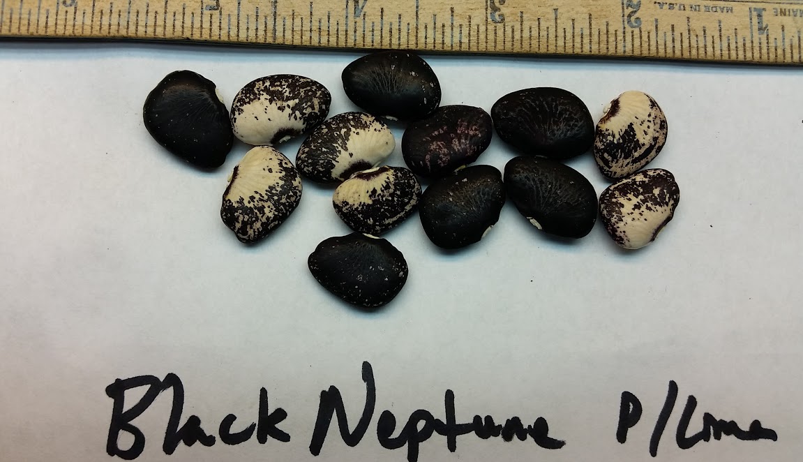 Black Neptune seed.jpg