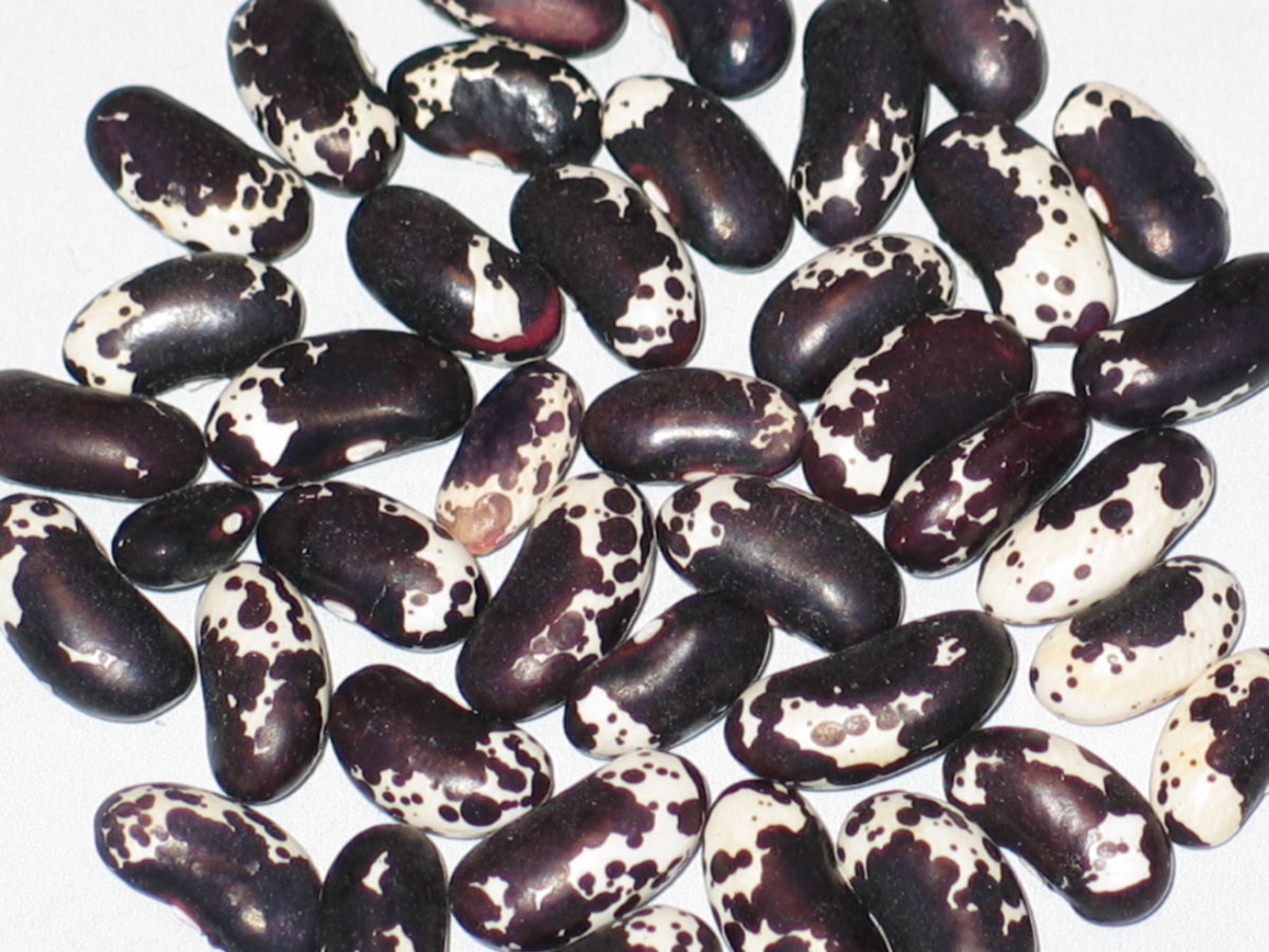Black Trout #1.jpg