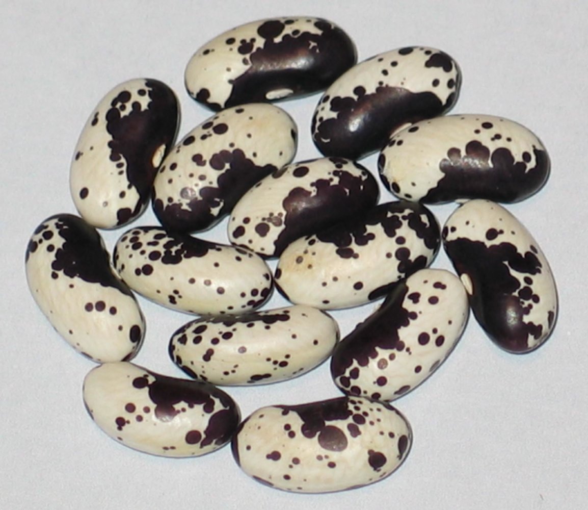 Black Trout.jpg