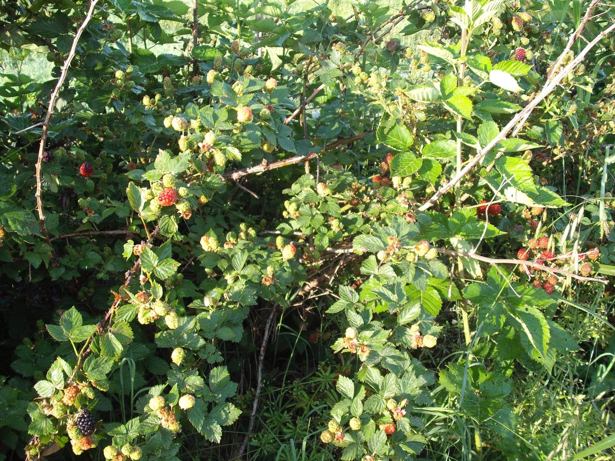 Blackberries.JPG